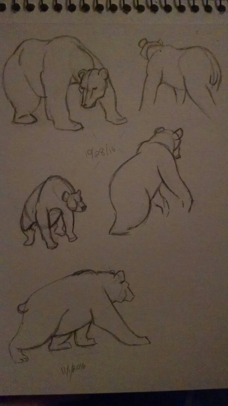 Bear Sketches 1